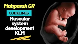 Development of muscles Special Embryology Urdu/Hindi
