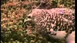 Цветовое искусство Аллаха