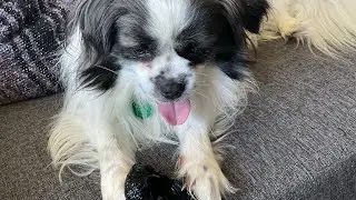 This Dog Is Crazy For That Ball