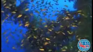 CURSO FOTO SUB DIGITAL - PADI