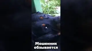 Мошенник назвал меня Дятлом)
