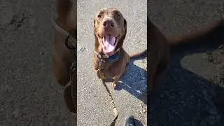 Chocolate Lab Training