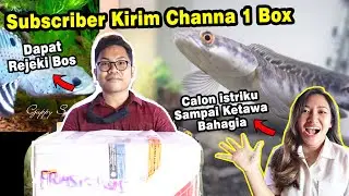 Wau! Dapat Channa Dari Subscriber? Channa apa ini...