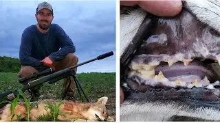 Meth mouth - Old female coyote shows up after multiple attempted stands throughout spring