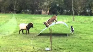 Козлы трюкачи