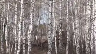 Отчего так в России  березы шумят