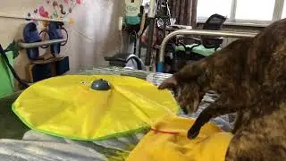 Новая игрушка у Несси 
