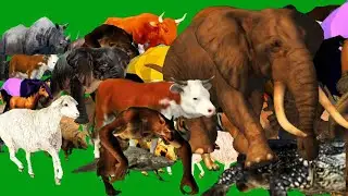 Green Screen Animals Stampede Left To Right Running and Walking Green Screen Blue Screen HD Animals
