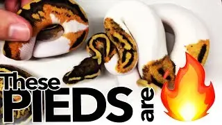 INSANE PIEBALD COMBOS! - Morphs 101 (2014)