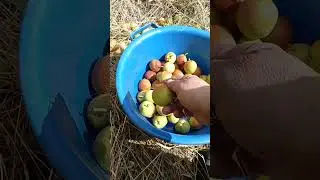 Сорок четыре груши в синий таз 6-ого Сентября