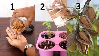 Grow Almond tree at home | बादाम घर पे भी ऊगा सकते हैं आसानी से