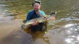 Огромная щука на реке Луга