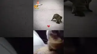 CHIPY CHIPY CHAPA CHAPA. #cat #cats #music #explore #shorts