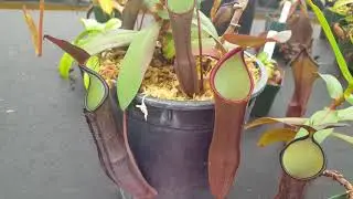 Species Spotlight: Nepenthes ramispina