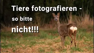 Filming and photographing animals – but not like this!!! Deer almost at eye level with the Lumix ...