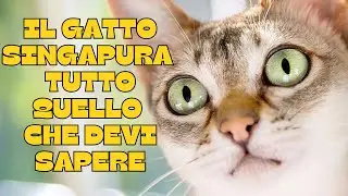 🐾The Singapura cat: everything you need to know! 🐾