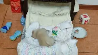 Тишка