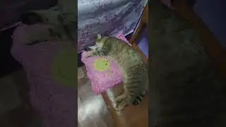 Уставшие коты... 😽