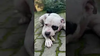 Cizu ka calcium bada mazedar #funny #youtubeshorts #doggieshorts @reenahyankinagvlog5647