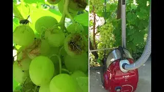 Ловим ос на винограде пылесосом. Проверяем новый метод борьбы с осами.