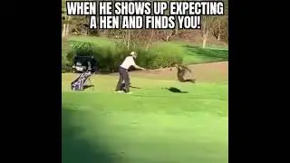 Golfer attacked by Turkey