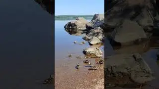 Duck family🦆 Утиная семейка #shorts #утята #duck #fun #funny  #cute