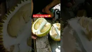 Pecinta Durian Sini Kumpul 