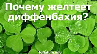 Почему желтеет диффенбахия?