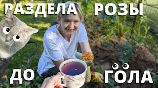 ПОСЛЕДНЯЯ ОБРЕЗКА РОЗ. Обкромсала по полной программе! 25 июля 2024 г.