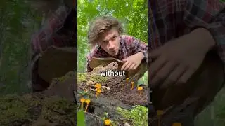 Foraging An Entire Meal In The Wild!