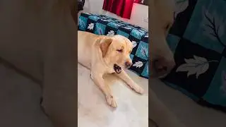 Cute conversation between gapudi x babu 😘 | SourShy