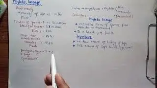 Phyletic Lineage In Biological Organization | Class 11