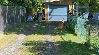 Little deer gets startled, starts to run, then stops quickly, so cute! lovely deer gentle creature