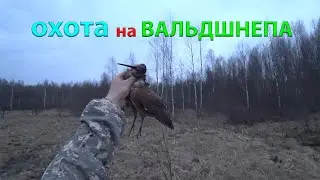 ОХОТА на ВАЛЬДШНЕПА на ТЯГЕ