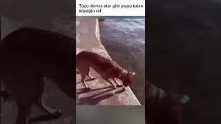 REFLEKS ANTRENMANI YAPAN AKILLI KÖPEK!