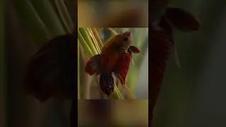 Cockerel fish builds a house out of bubbles 