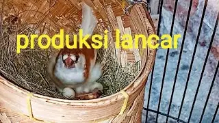 ternak ekonomis burung emprit
