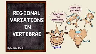 Regional Variations in Vertebrae | The vertebral column | Osteology | Anatomy Doodles