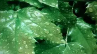 Relaxing Thunderstorm