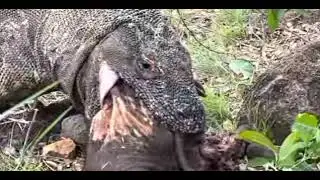 O my God komodo dragon  Swallow the whole wild bear / komodo dragon bear ko khaa gya