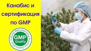 Медицинский канабис и сертификация по GMP