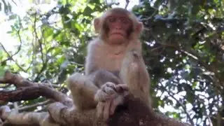 Остров обезьян, Нячанг (Monkey Island Nha Trang)