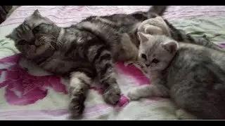 Котята,Фаня,Жеш,Проблемы!