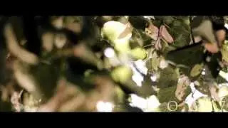 Epic Lens Flares Canon EOS 60D [Full HD 1080p]