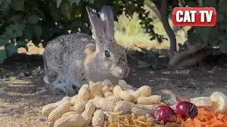 CAT TV For Cats To Watch | ☀️ Sunny California Bunny, Squirrel and Bird Compilation | Dog TV