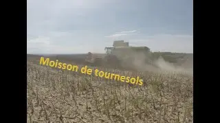 Moisson de tournesols bio 2022