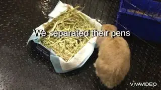 Bickering bunnies