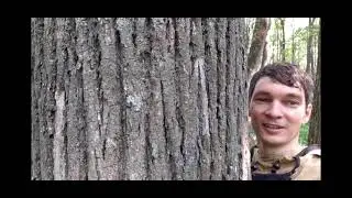 Пасека в липовом лесу