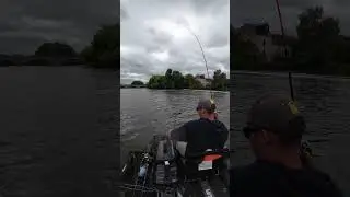Gros ferrage pour cette belle perche #fishing