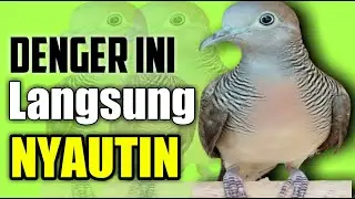 Pancingan untuk merangsang agar perkutut mau bunyi